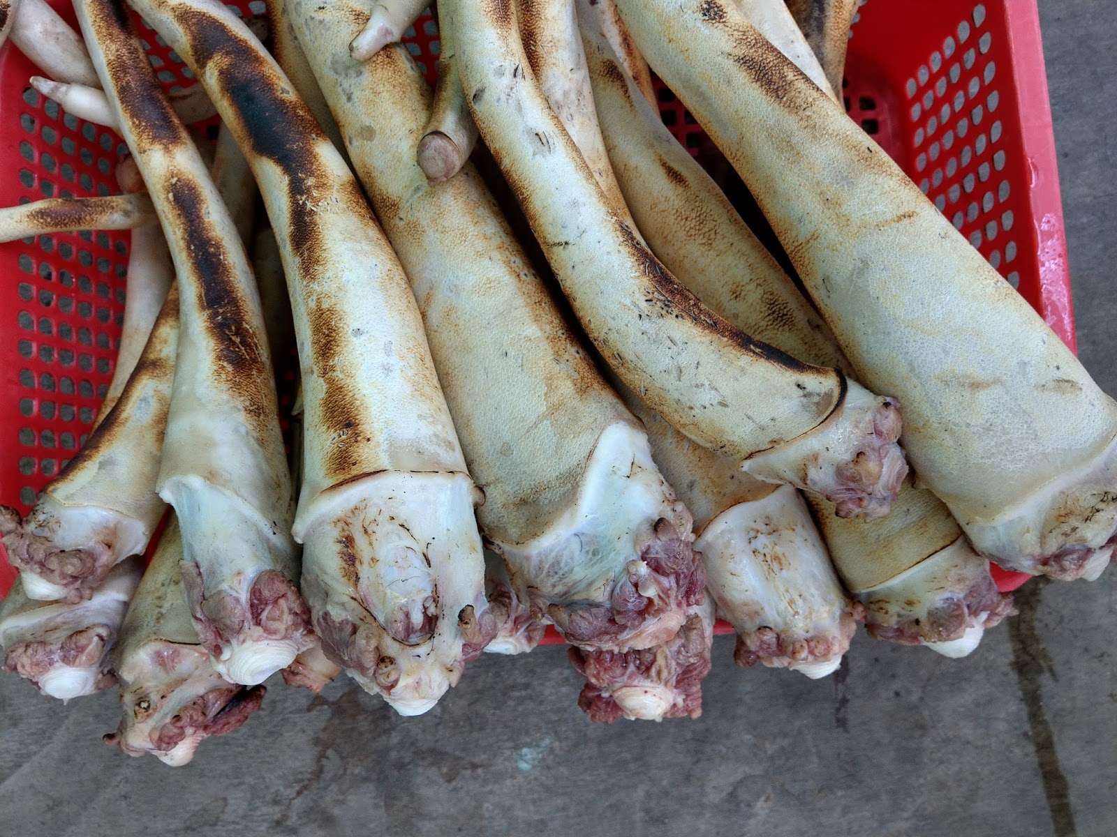 Đuôi Bò Sạch Thui Sẵn - 260k/kg 