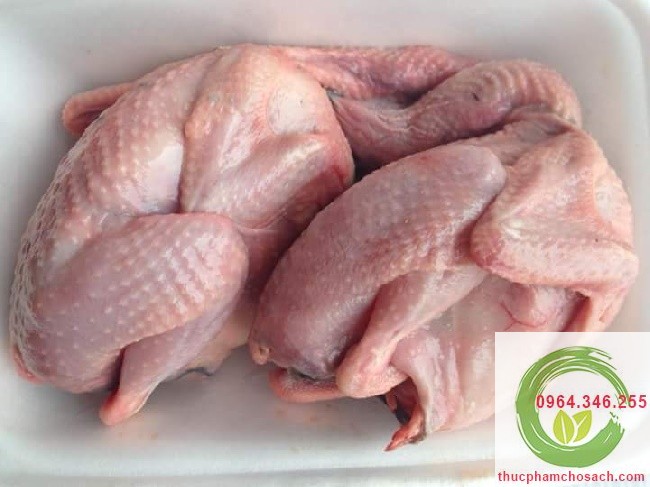 cửa hàng bán bồ câu làm sạch