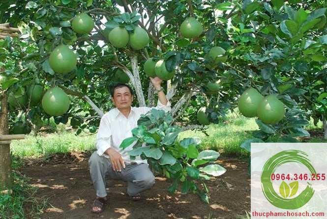 Bưởi Da Xanh Bến Tre - 80k/quả