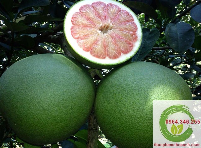 Bưởi Da Xanh Bến Tre - 80k/quả