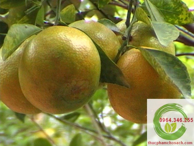 Cam Xoàn  Đồng Tháp 80k/kg