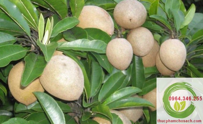 Hồng Xiêm Tiền Giang - 80k/kg