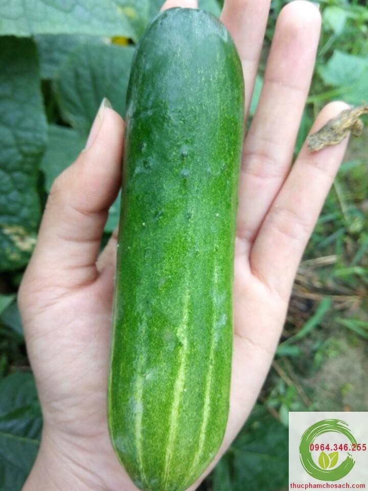 Dưa Chuột Ravi - 35k/kg