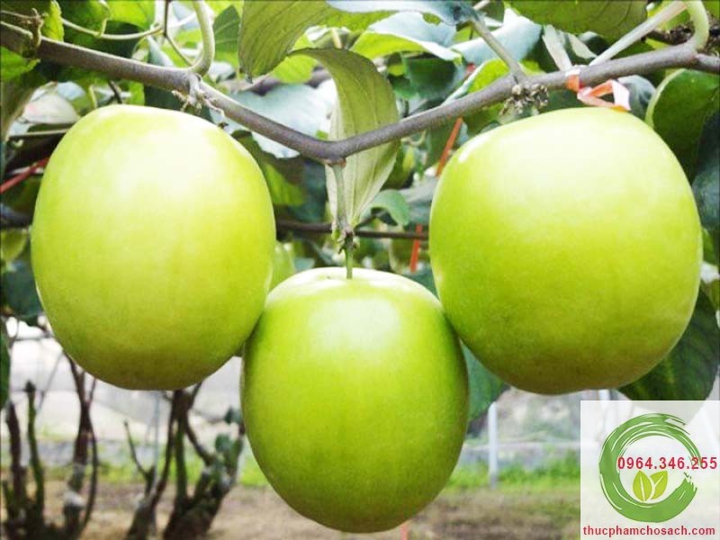 Táo Gió Ninh Thuận - 35k/kg