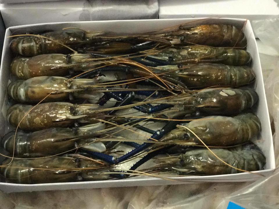 Tôm Cà Mau - Giá Bán 270k/kg