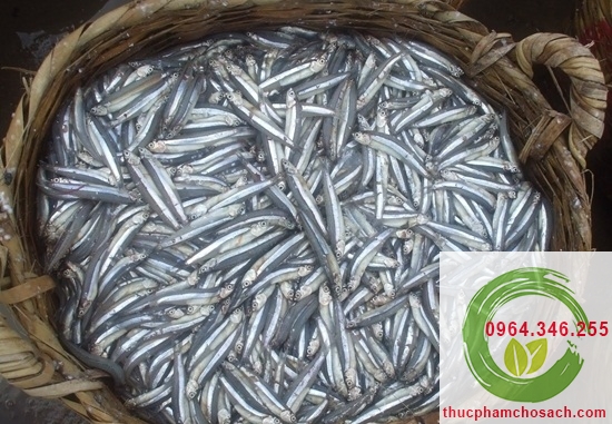 cá cơm làm nước mắm