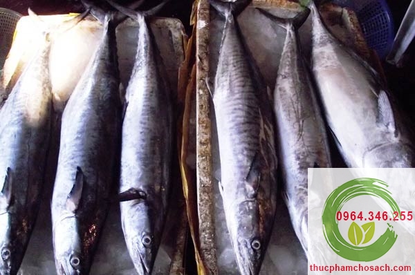 cá thu nguyên con cát bà