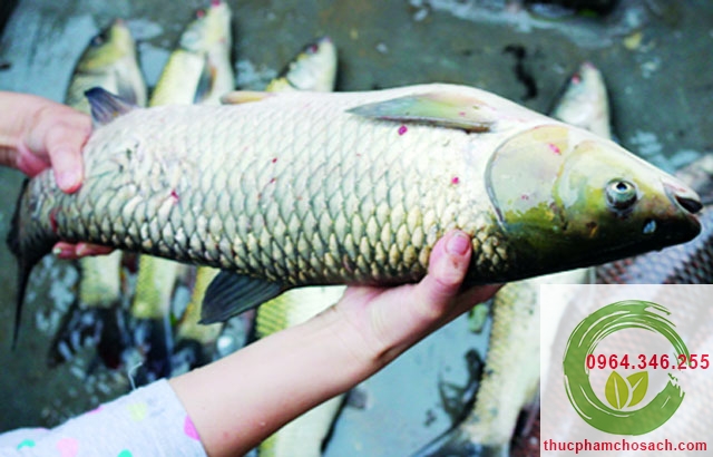 Cá trắm cỏ làm sạch - 160k/kg