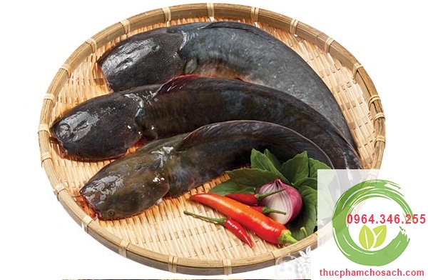 tác dụng của cá trê