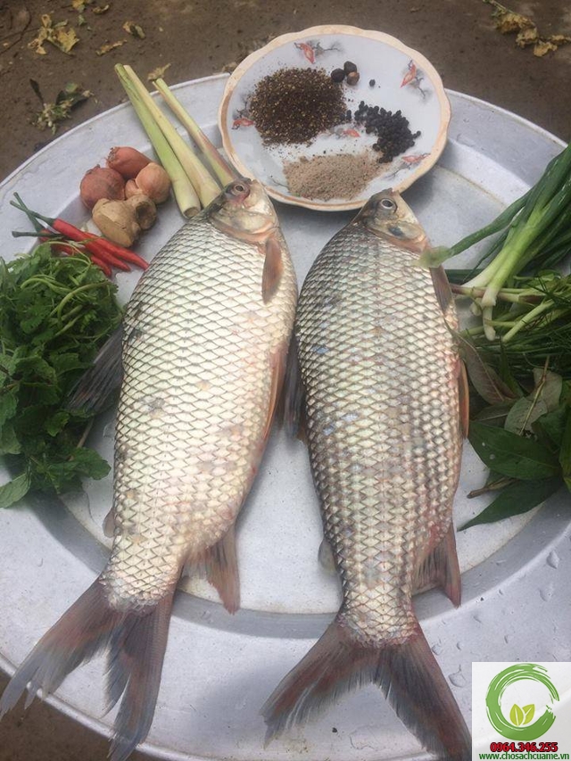 ca vuoc nuong cá vược nướng