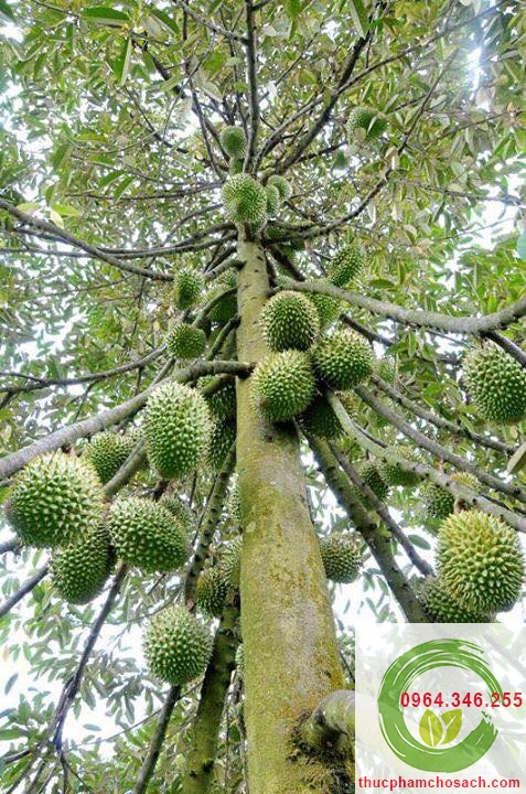 cay sau rieng mong thon cây sầu riêng mong thon
