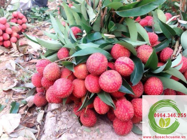 chum vai thieu luc ngan bac giang