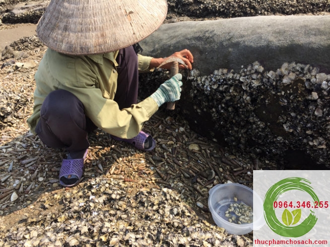 đánh bắt hà biển