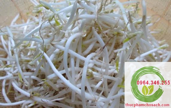 Giá đỗ sạch - 10k/túi 300gr