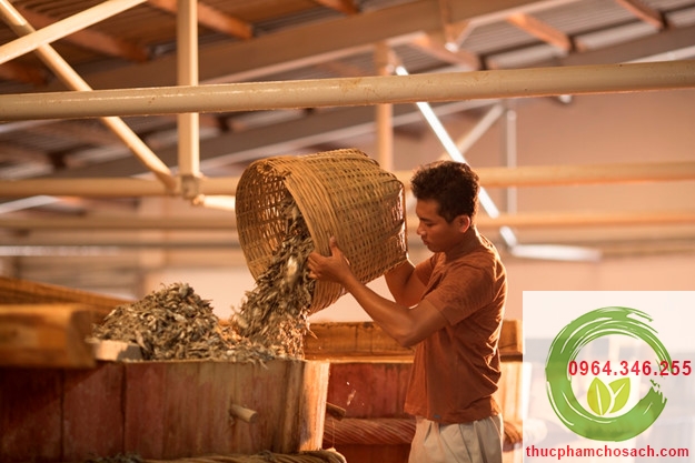 lên men làm mắm cá phú quốc