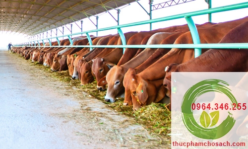 quy trình nuôi bò sạch vĩnh phúc