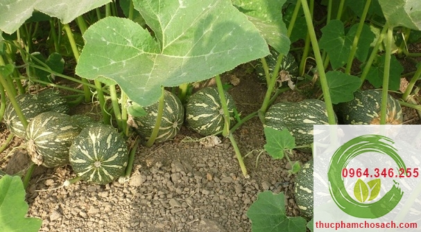 quy trình trồng bí đỏ sạch