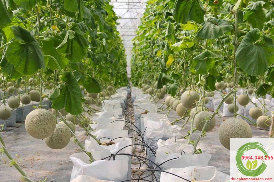 quy trình trồng dưa lưới taki