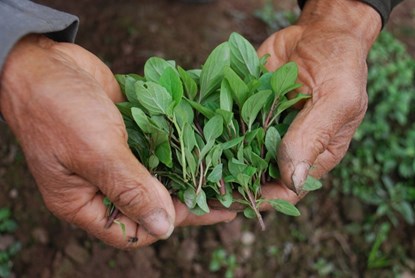 Rau húng láng sạch - 80k/kg