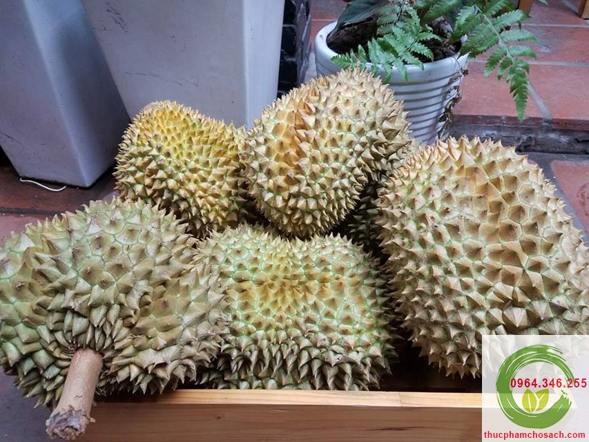 sau rieng mong thon thai lan sầu riêng mong thon thái lan