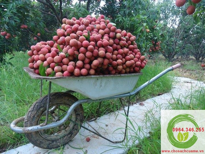 vai thieu luc ngan thu hoach vai thieu luc ngan bac giang