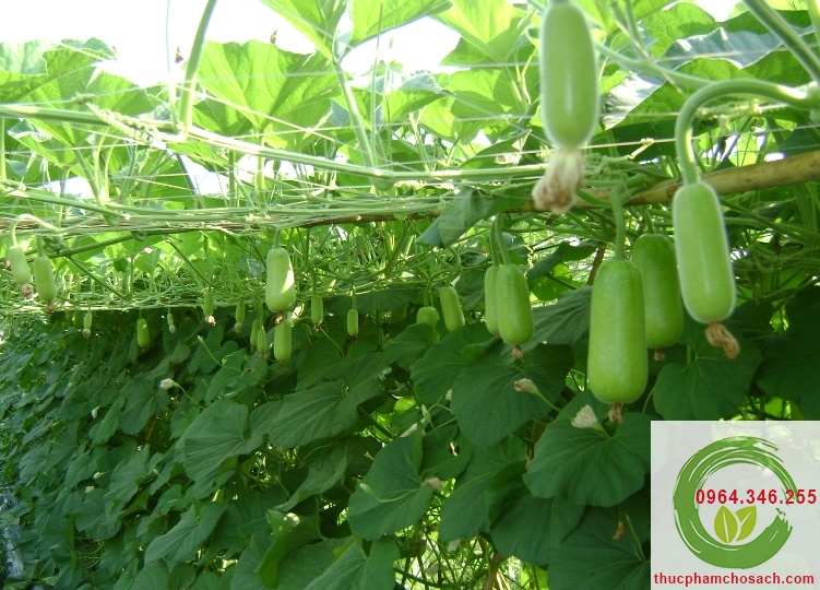 quy trinh trong bau sao pgs