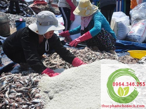 quy trình ướp cá làm mắm