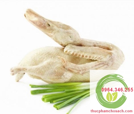 vịt biển làm sạch