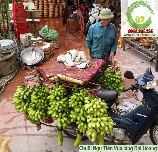 chuối ngự làng đại hoàng