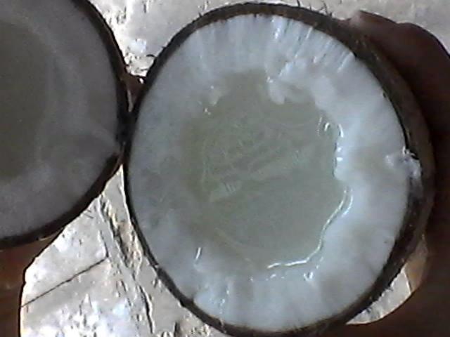 DỪA SÁP CẦU KÈ  - 160k/quả