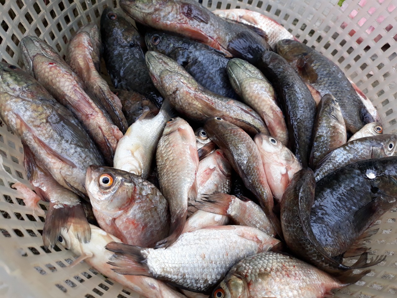 Giới thiệu đặc điểm cá Riếc