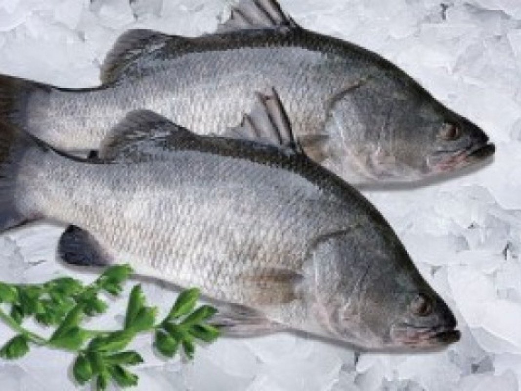 Cá vược sông Nile Phi lê - 280k/kg