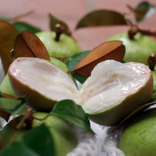 Vú Sữa Lò Rèn Vú Sữa Lò Rèn