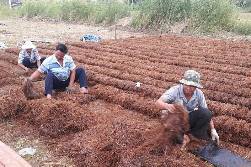 cach trong nam rom sach