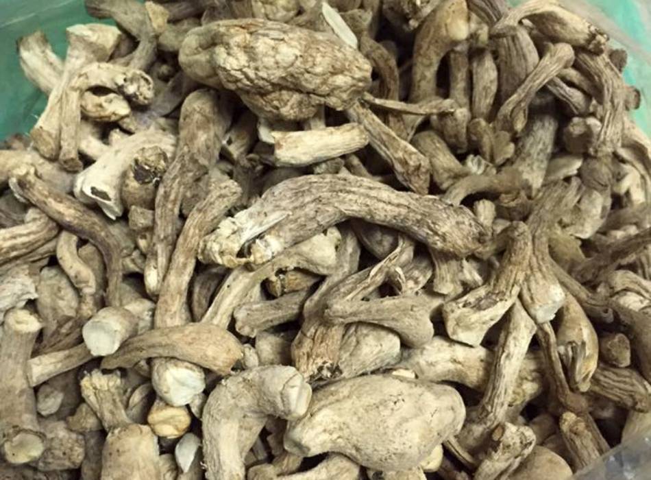 Sản phẩm chân nấm hương - 170k/kg