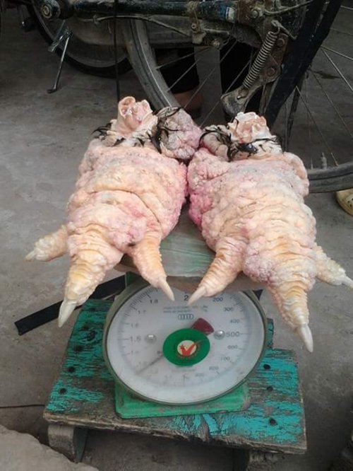 Chân gà đông tảo to