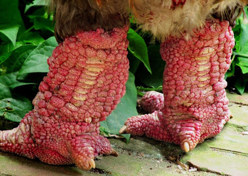 Giới thiệu về chân gà đông tảo