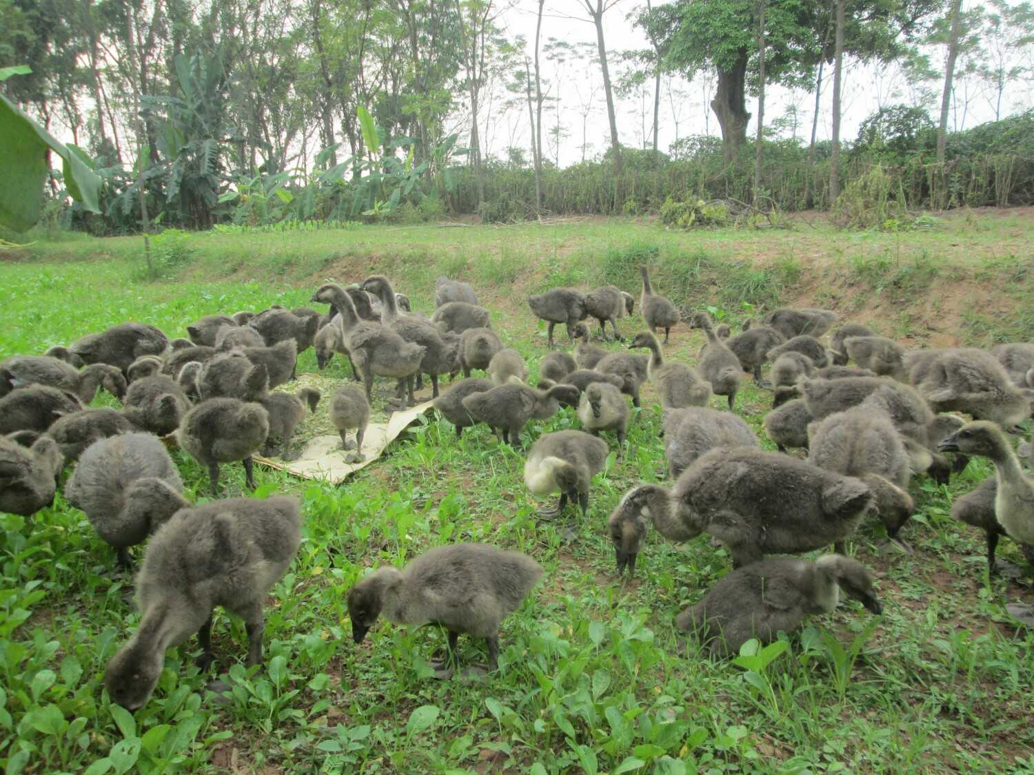 Quy trình chăn nuôi ngỗng