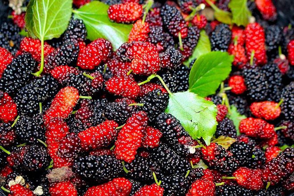 tác dụng của dâu tằm