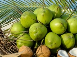 dừa xiêm bến tre giá bao nhiêu