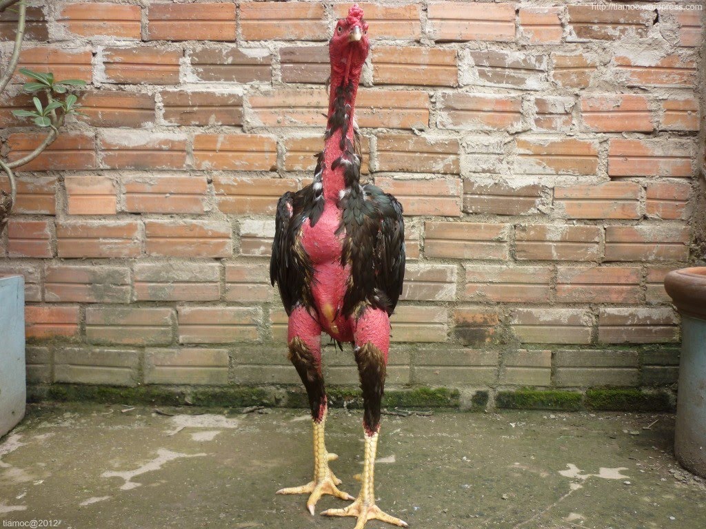 Gà chọi làm sạch - 250k/kg