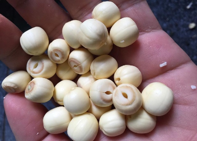 đặc điểm hạt sen Huế