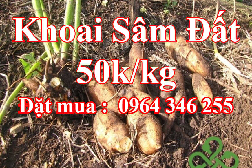 Khoai Sâm Đất - 50k/kg