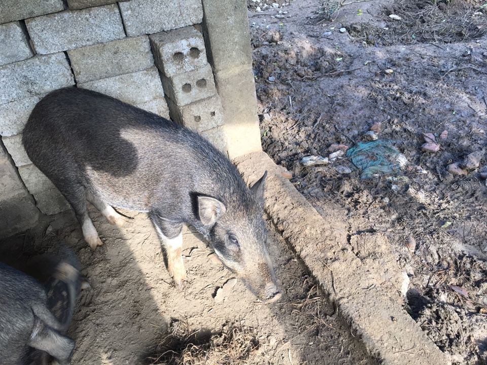 Lợn rừng nguyên con - 150k/kg hơi