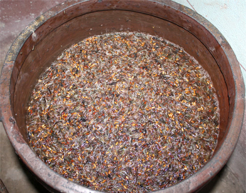 Công thức làm mắm tép Hà Yên