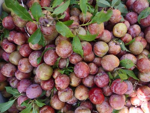  Mận Hậu Sơn La - 100k/kg