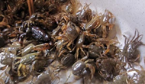 Giá trị dinh dưỡng trong cua đồng