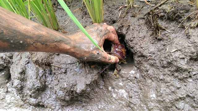 Giới thiệu về nước cốt cua đồng