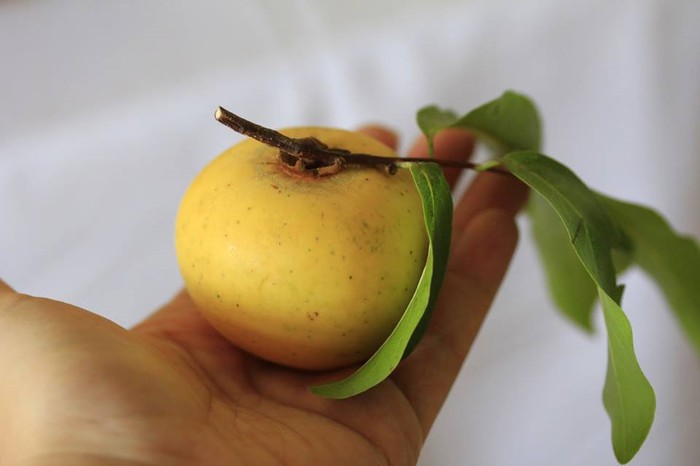 Bán Quả Thị Sạch - 10k/quả