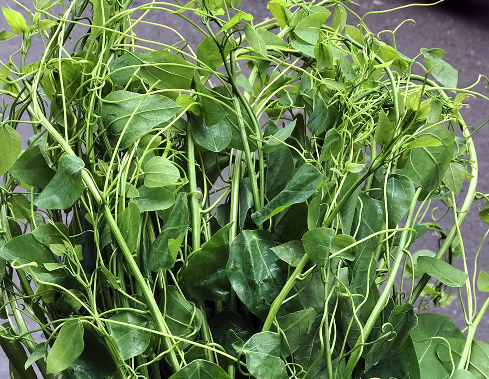 Bất ngờ về tác dụng của rau bò khai đối với sức khỏe